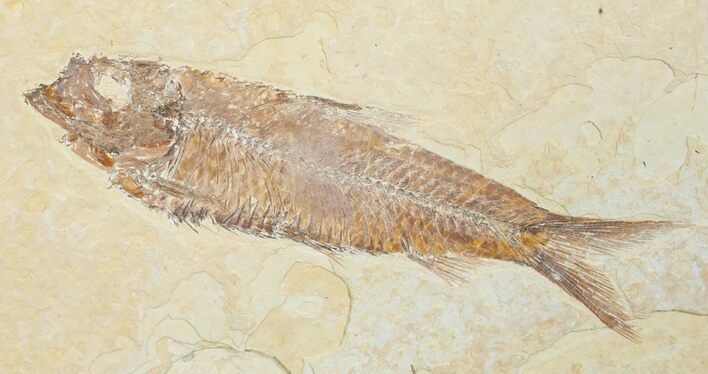 Nicely Preserved Inch Knightia Fossil Fish #4657